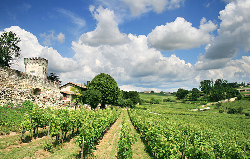 The Bordeaux vineyard