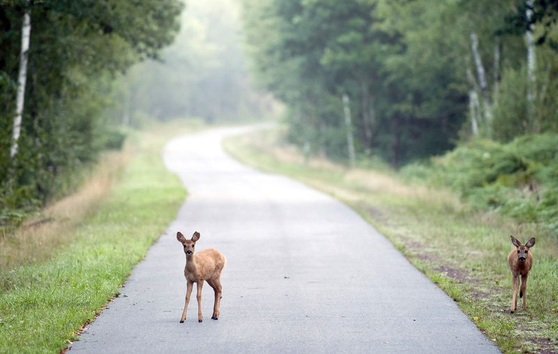 Greenway – bike path